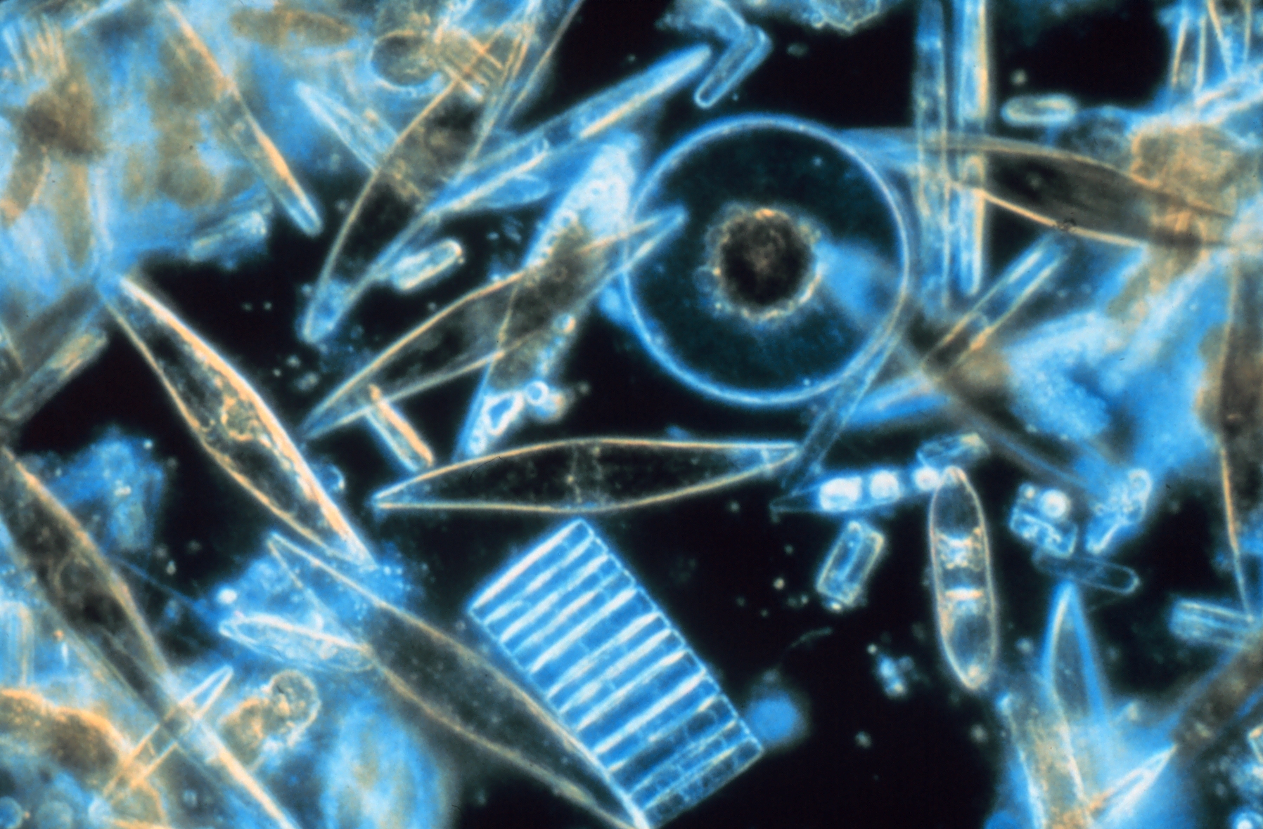 What Is Diatom