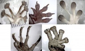 Photographs of five different types of gecko toe pads