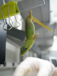Gecko on glass