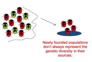 Graphic representation of founder's effect
