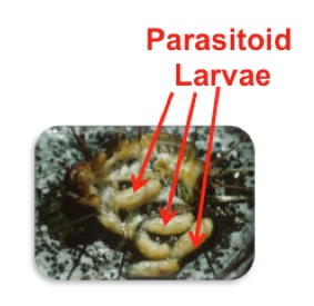 Photo of parasitoid larvae in cricket