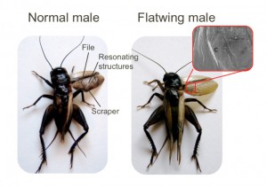 Photos of normal and flatwing males