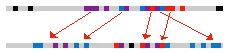 Schematic comparing order of genes in two genomes