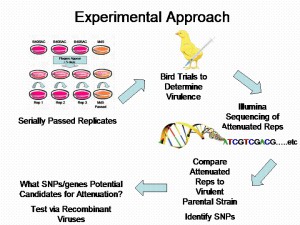 Workflow of experimental approach