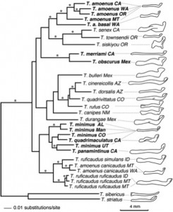 Phylogenetic tree of chipmunks