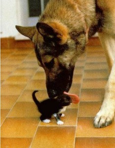 Dog licking kitten on head