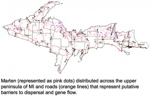Map showing distribution of marten and roads that impede gene flow