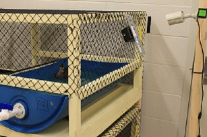 Cage with monitoring equipment