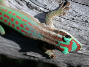A day gecko, Phelsuma ornata, represents a particularly charismatic subject for the study of macroevolution.