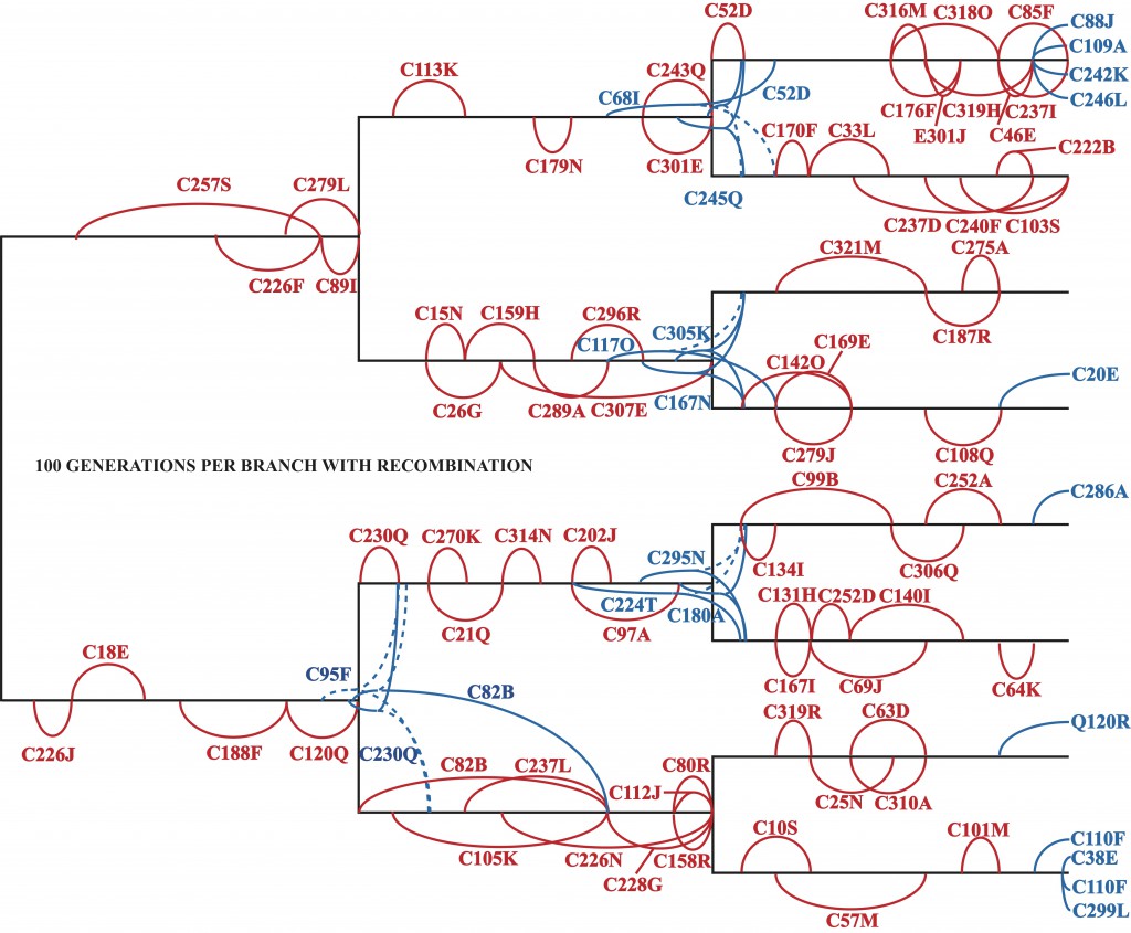 The known evolutionary relationships among eight Avida lineages evolved with recombination for 100 generations along each branch. Super-imposed along this phylogeny is the identity of every mutation that became fixed in the population, ie was eventually possessed by each member. In red are mutations that arose and became fixed along a single branch; in blue are those that became fixed on a subsequent branch, with a dashed line indicating a loss of the mutation in the sister population. For example, C257S (along the top left branch) denotes that the instruction C at genomic location 257 mutated to S around generation 20 and became fixed at generation 90.