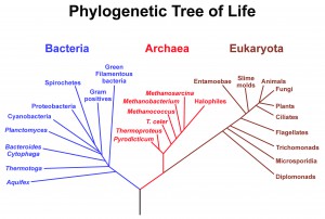 A phylogenetic hypothesis depicting the evolutionary relatedness within and among Bacteria, Archaea, and Eukaryota.