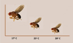 Inverse relationship between developmental temperature and body size in fruit flies