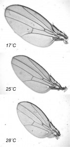 Thermal plasticity in fruit fly wings