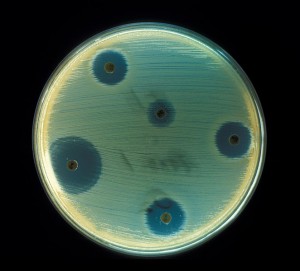Paper filter disks saturated with antibiotics cause growth inhibition on a plate spread with the bacterium Staphylococcus aureus. Image from phil.cdc.gov.