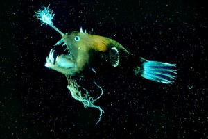 he anglerfish has an appendage off the tip of its head that glows because of bacteria that use quorum sensing to control production of light. The bacteria allow the anglerfish to attract curious prey in the deep ocean darkness. Image from http://si.wsj.net.