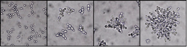 Multicellular yeast clusters. This phenotype is found in many natural isolates but also readily evolves when yeast are grown under selection for rapid settling. Multicellular yeast clusters have also recently been evolved by Andrew Murray’s lab under selection for improved utilization of a public good.