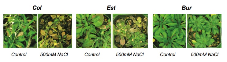 Response of three different Arabidopsis thaliana accessions to 3 weeks of 500mM salt stress. The molecular basis of such variation, how the genes influencing such variation evolved and the effect of such variation on fitness in the “real world” is poorly understood.