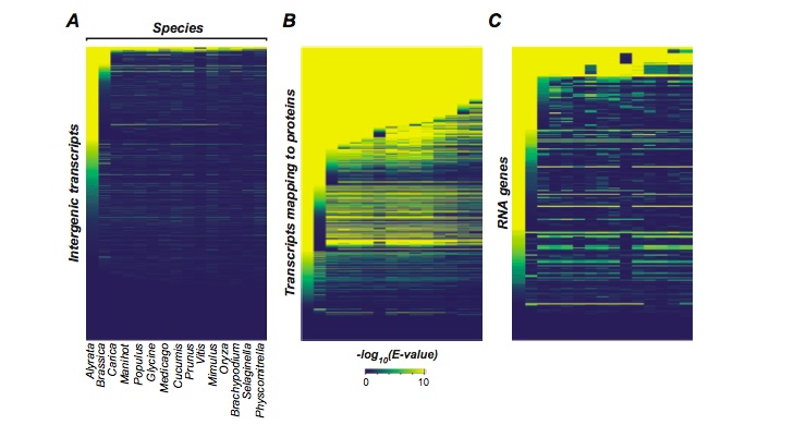 Conservation of intergenic transcripts (A) compared to transcripts mapping to protein-coding genes (B) and RNA genes (C). X-axis represents genomes of different plant species and each row on Y-axis represents an individual feature. The color shades indicate the significance of the BLAST hit of the feature in the corresponding plant genome, with yellow being higher significance. This figure shows that intergenic transcripts are rapidly lost through evolutionary time, at a faster rate than transcripts mapping to protein-coding genes and RNA genes.