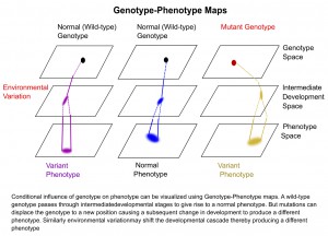 Genotype-Phenotype Map