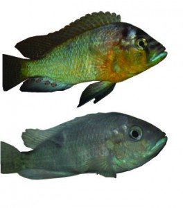 Figure 2: A. burtoni can be either dominant or subordinate and can transition back and forth between these phenotypes.