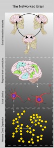 Figure 1: The brain can be viewed as a network of networks. Depicted from top to bottom: Social (brain to brain) Networks, interregional brain networks, local and regional synaptic circuits and finally intercellular molecular networks.