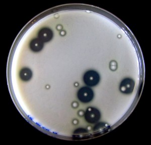 Pseudomonas aeruginosa colonies on skim milk agar. The protease-producing wild-type strain has large ‘halos’ where casein proteins have been broken down.