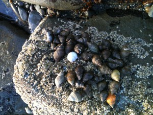 Aggregations of intertidal snails like these have been hypothesized to be self-organizing systems.