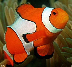 Clown fish exhibit station keeping against ocean currents while staying close to sea anemones for food and protection.