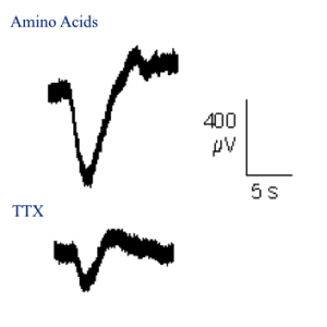 Electro-olfactogram recording of newt olfactory neurons in the nose. Electrical response to positive control amino acid solution (top) and TTX (bottom). 