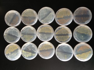 Cultured bacterial isolates from newt skin.