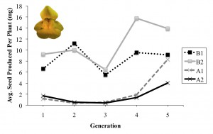 Population fitness over 5 generations of evolution. B1 and B2 are Bee populations, A1 and A2 are No Bee populations. Inset – M. guttatus flower.