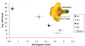 Bivariate plot of the negative relationship between mean herkogamy and mean self seed by experimental population after 5 generations. Error bars are +/- 1 SEM. B1 and B2 are Bee populations, A1 and A2 are No Bee populations, and Source is the original population without treatment. Inset—cross-section of flower, with floral measurements.