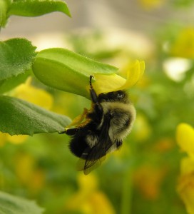 Mimulus bee