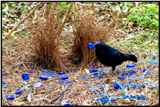 The male bowerbird builds elaborate structures to  attract females. Photo from mudbayworldwonders.blogspot.com.