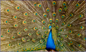 Peacock by Jebulon /Wikimedia Creative Commons License.