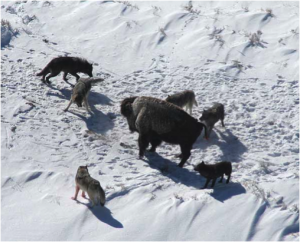 A wolf pack hunting as a group. (Source: Doug Smith; Wikipedia)