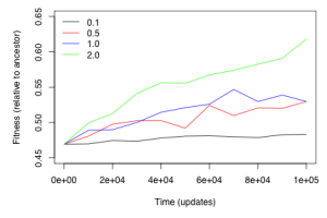 Genetic canalization test using Avida. Colored lines represent the mutation rate each population evolved under. Populations exposed to higher mutation rates were more fit than the ancestor, a proxy for genetic canalization. 