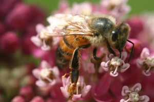 Honeybee with pollinia on its legs on A. incarnata (swamp milkweed) flowers.
