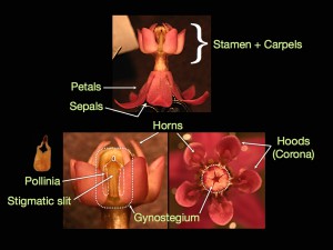 The unique floral structures of milkweed flowers.
