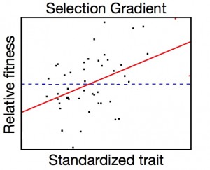 Selection gradient image