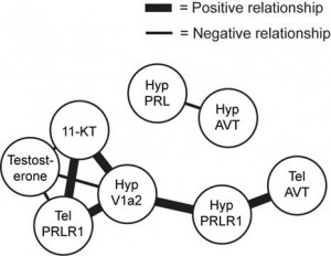 Covariance network. This network shows the relationship between the androgens testosterone and 11-ketotestosterone (11-KT) and gene expression in the telencephalon (TEL) and hypothalamus (HYP) across all individuals in the analysis. 