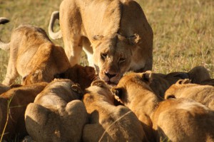 The African lion (Panthera leo) lives communally in prides of 2-18 females (Schaller 1972). Of 37 species of extant cats, the lion is the only species that is truly gregarious.  Here, cubs from multiple mothers feed on a kill made by one of the pride’s lioness. Photo taken by Aurelia DeNasha.