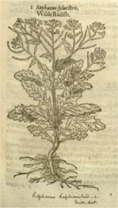 A page from The Herball of Generall Historie of Plantes, by John Norton (1957) - one of the earliest references to weedy radish.