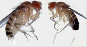 Sexual size dimorphism in Drosophila melanogaster. Females (left) are larger than males (right)