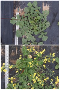 One-month-old radish plants, wild (top) and weedy (bottom)