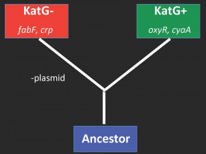 Family tree of genes that mutated in more than one of the three evolved populations.