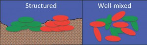Bacteria living in a spatially structured environment like a seabed (left) are more likely to be related to their neighbors than the same organisms living in open, well-mixed water (right). Classic kin selection can happen in the scenario on the left, but not in the one on the right.