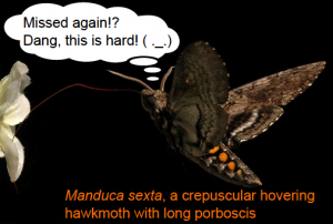 Manduca sexta, a crepuscular hovering hawkmoth with long proboscis