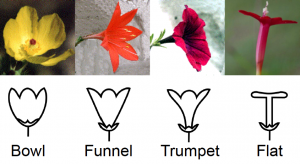 Some of the variation in flower shape in nature.  Adapted from http://theseedsite.co.uk/flowershapes.html