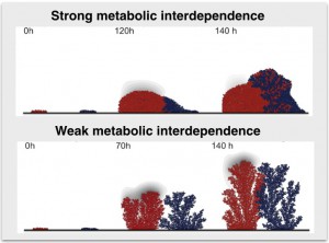 Figure 1. Simulation of a two species community where species are engaged in a food for detoxification metabolic interaction. While strong metabolic interdependence drives species mixing, weak metabolic interdependence drives species segregation.
